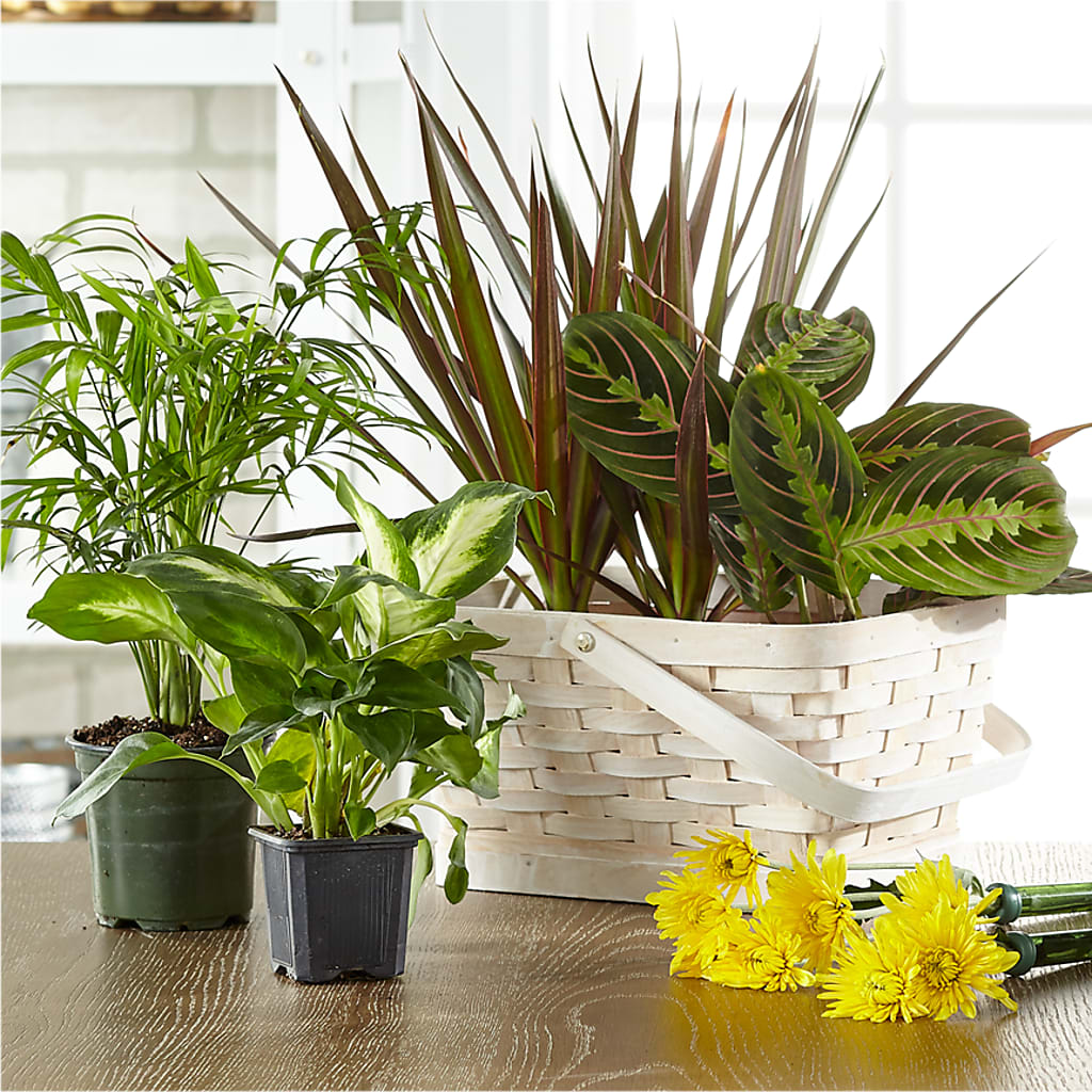 Florist Designed Blooming and Green Plants in a Basket – Marshall Floral Llc, Marshall MO