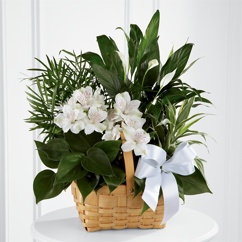 Peace & Serenity Dishgarden – Marshall Floral Llc, Marshall MO