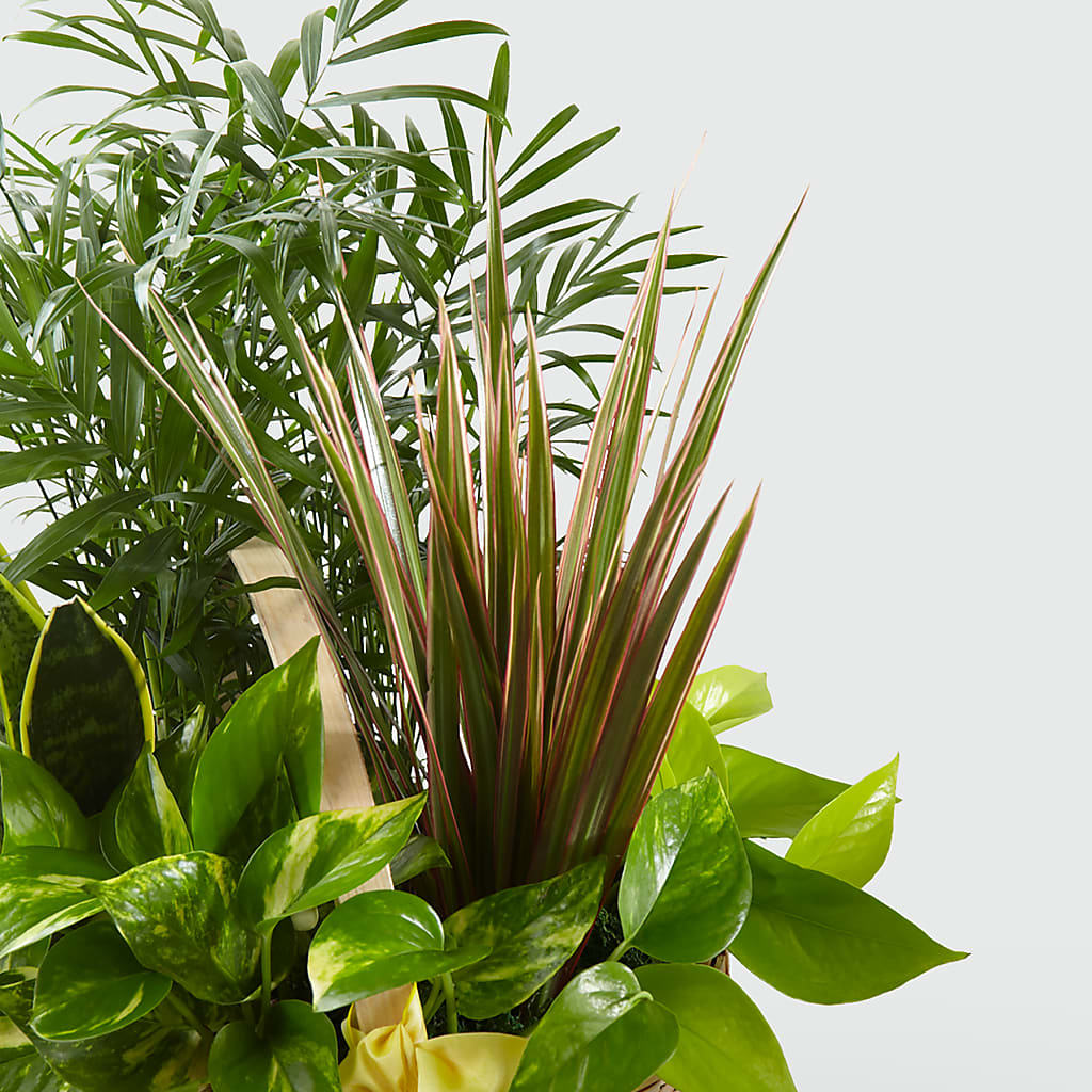 French Garden – Marshall Floral Llc, Marshall MO