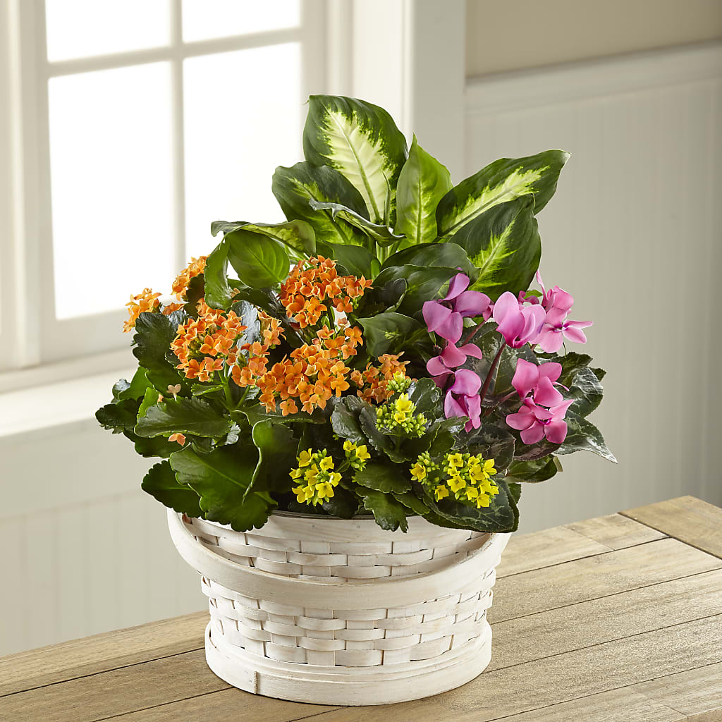 Color Crush Dishgarden – Marshall Floral Llc, Marshall MO