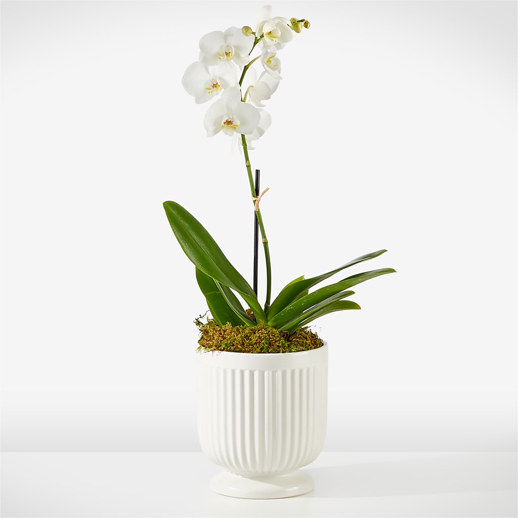 Whispering White Orchid – Marshall Floral Llc, Marshall MO