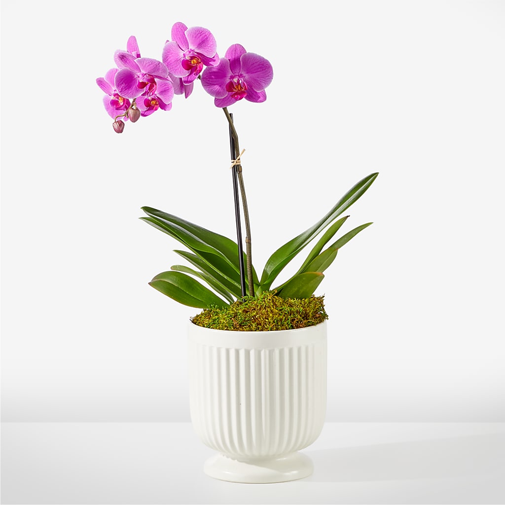 Friendly Fuchsia Orchid – Marshall Floral Llc, Marshall MO