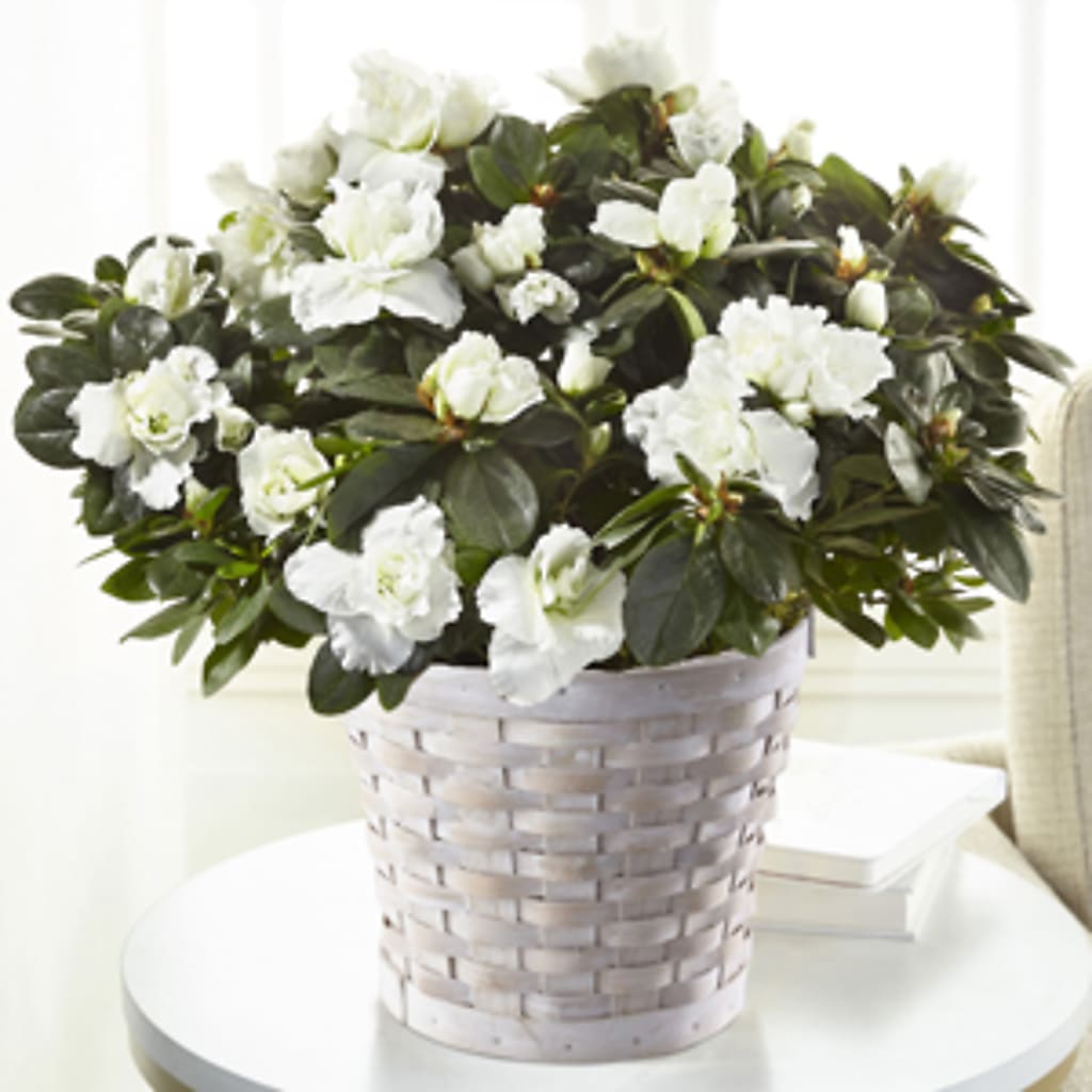 White Azalea Plant – Marshall Floral Llc, Marshall MO