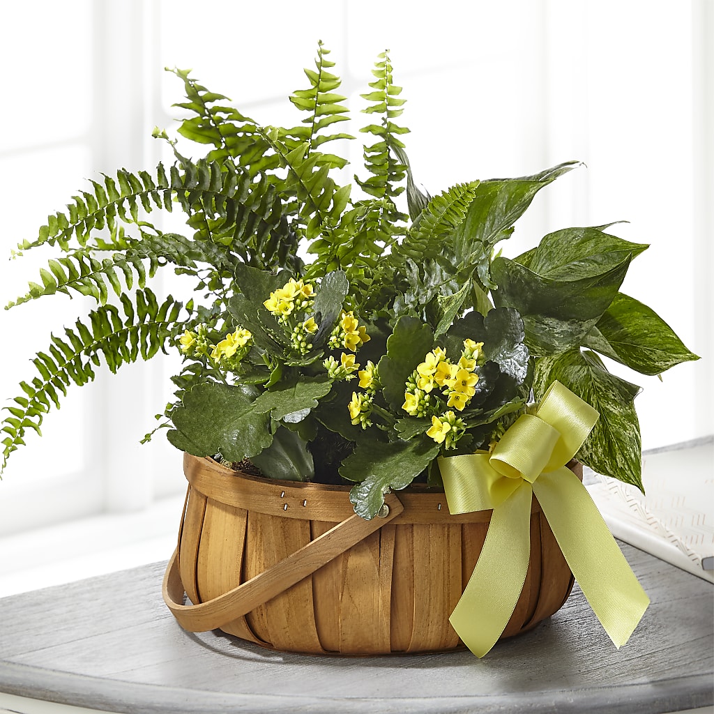 Always Dear Dishgarden – Marshall Floral Llc, Marshall MO