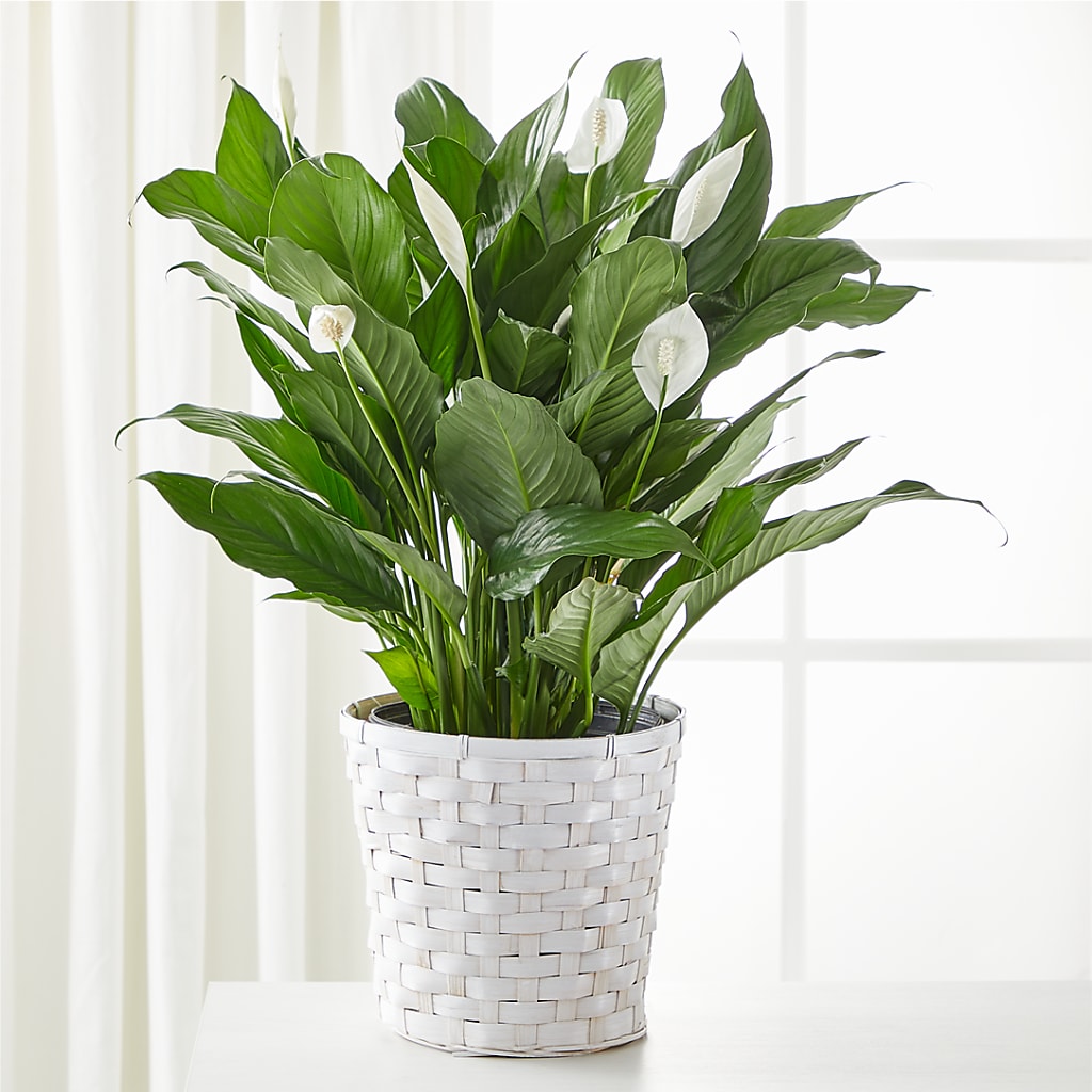 A New Leaf Peace Lily – Marshall Floral Llc, Marshall MO