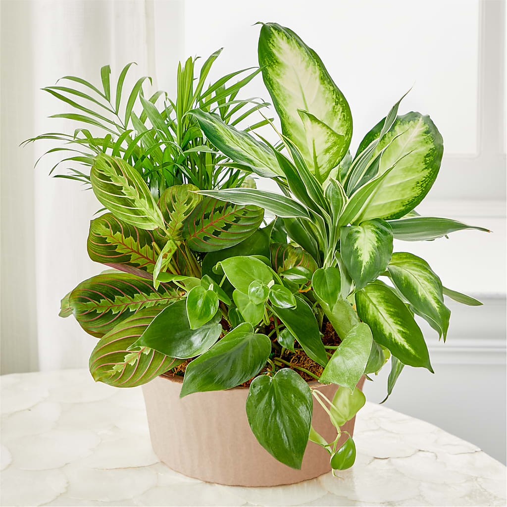 Balance & Harmony Dishgarden – Marshall Floral Llc, Marshall MO