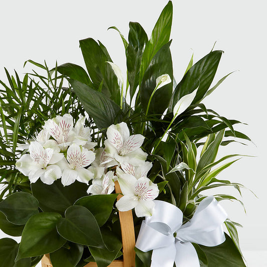 Peace & Serenity Dishgarden –  Marshall Floral Llc, Marshall MO