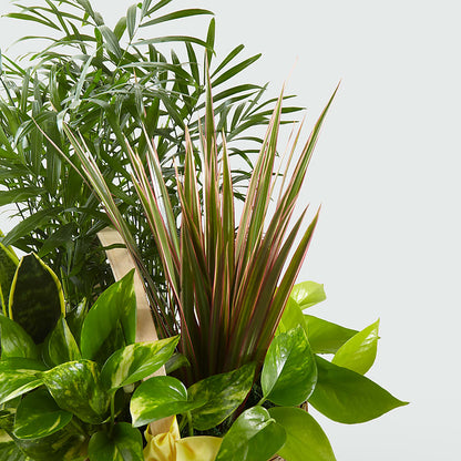 French Garden –  Marshall Floral Llc, Marshall MO