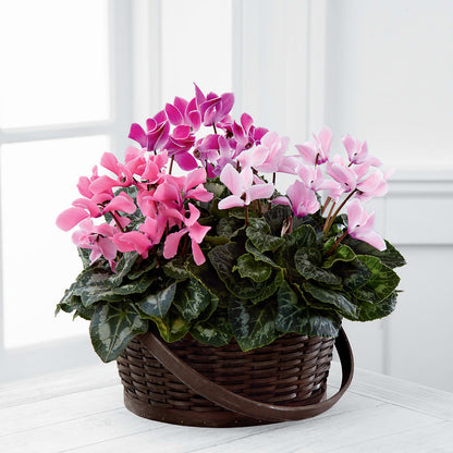 Mixed Cyclamen Planter –  Marshall Floral Llc, Marshall MO
