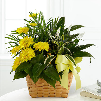 Loving Light Dishgarden –  Marshall Floral Llc, Marshall MO