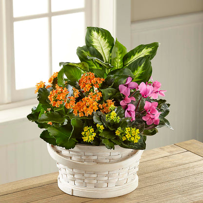 Color Crush Dishgarden –  Marshall Floral Llc, Marshall MO