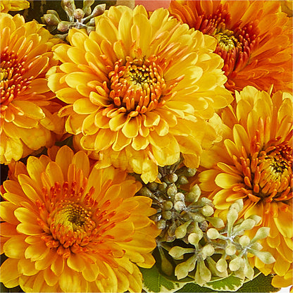 Peachy Pumpkin –  Marshall Floral Llc, Marshall MO
