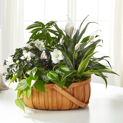 Serene Dishgarden –  Marshall Floral Llc, Marshall MO