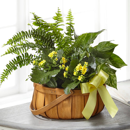 Always Dear Dishgarden –  Marshall Floral Llc, Marshall MO