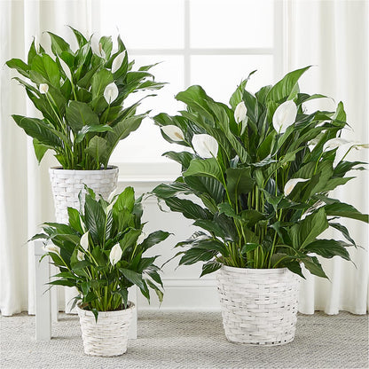 A New Leaf Peace Lily –  Marshall Floral Llc, Marshall MO