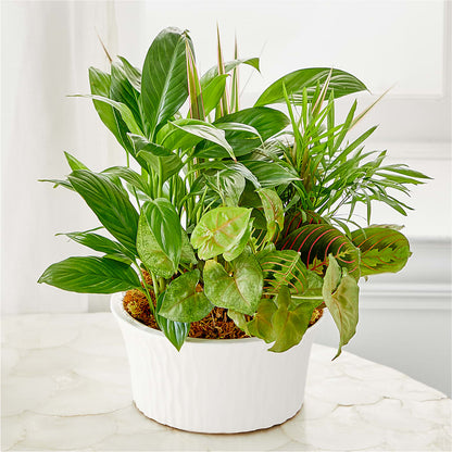 Balance & Harmony Dishgarden –  Marshall Floral Llc, Marshall MO