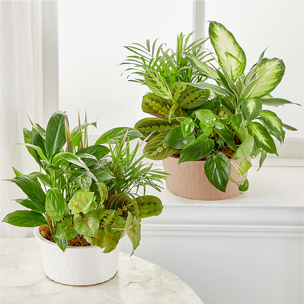 Balance & Harmony Dishgarden –  Marshall Floral Llc, Marshall MO